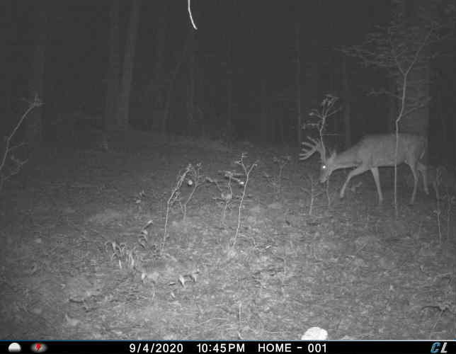 Trail Cam