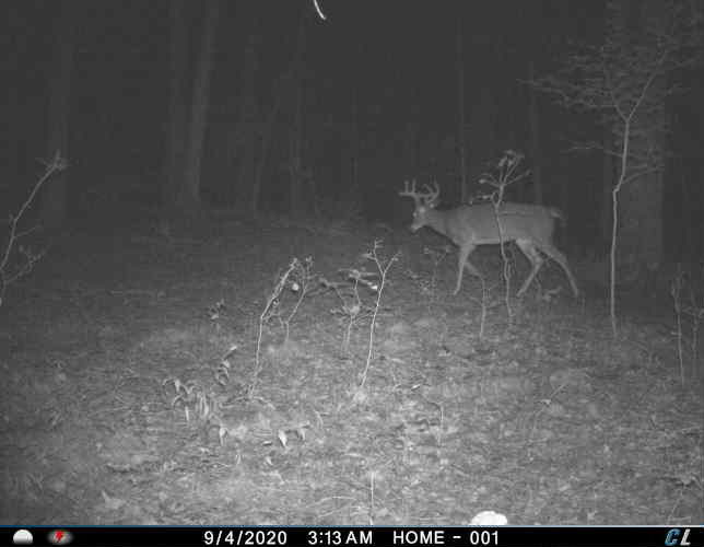 Trail Cam