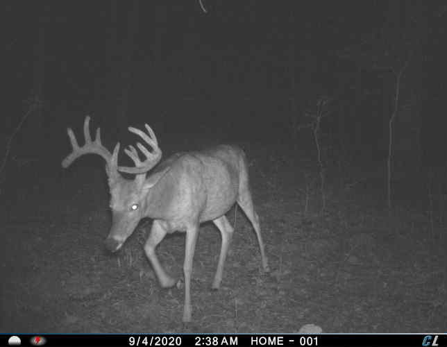 Trail Cam