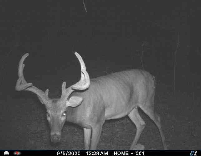 Trail Cam